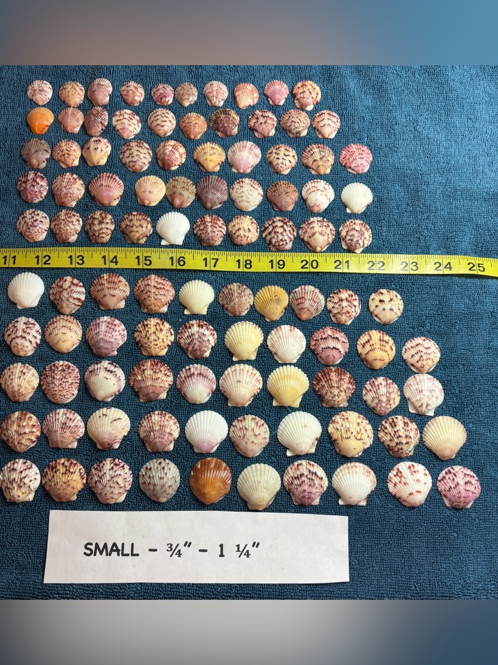 100 - Sanibel Island Scallop Seashell Collection - Small Size 3/4” - 1 1/4”.